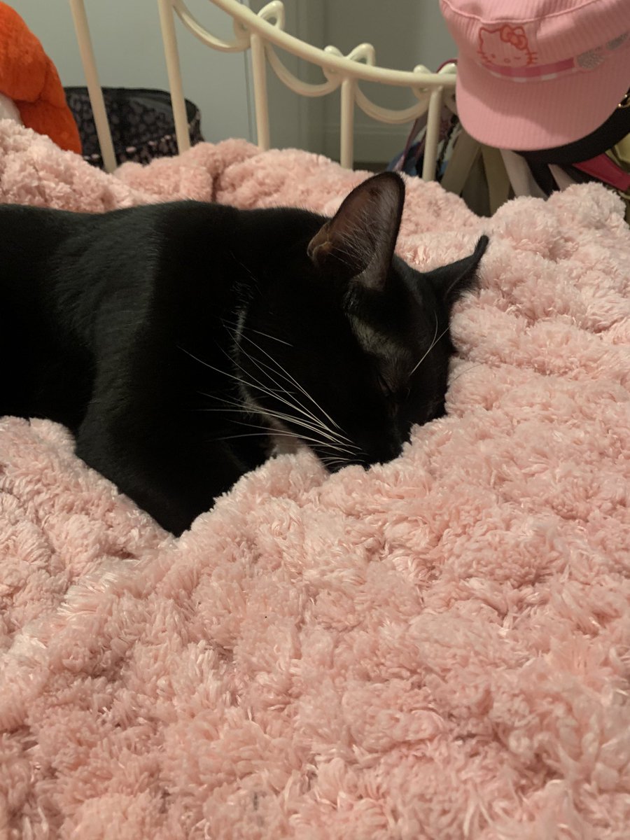 s4kanata's tweet photo. doobie loves the blanket i crocheted!!!!! 😭🥺🖤🖤🖤 https://t.co/bH8KOmR9mK