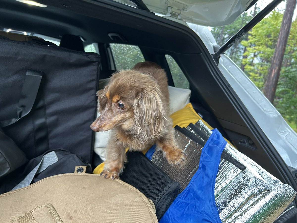 kzmhara's tweet photo. テント設営中は車の中でお留守番してもらうはずが、「助けに来たぜ！」みたいな顔で荷物かき分けてやって来た毛玉 https://t.co/HX0b7kNgcH