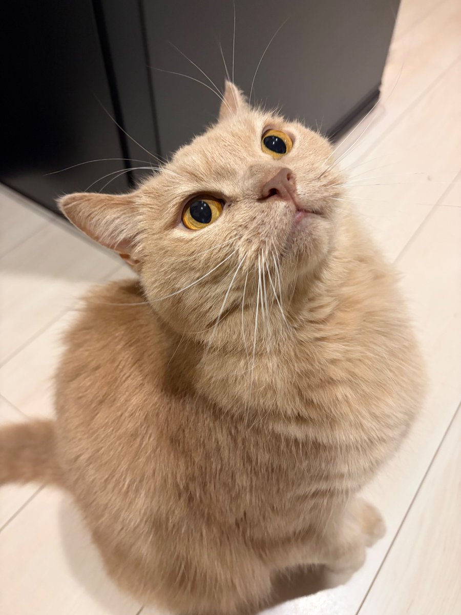 carfactory_toen's tweet photo. おはようございます🎑
本日も元気に営業中🐈

小さい虫を発見したものの、警戒体勢のまま特に何もしない専務

 #猫好きさんと繋がりたい #車好きな人と繋がりたい #早くつかまえてよ https://t.co/BsOa1UOwDc