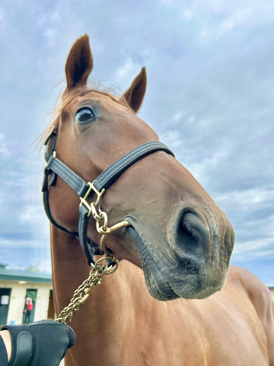 kmym_bokujo's tweet photo. 9月29日　阪神競馬第4レース
2歳新馬(11:35 芝1600m)

我が家の生産馬🐴ランゲ号(15番)が出走します！

可愛いサリーがデビューします！
やかんのような寝息でバズったサリー、今日は元気に怪我なく走ってきてほしいです！

熱い応援よろしくお願いいたします‼️ https://t.co/2vWK8cJ5ZW