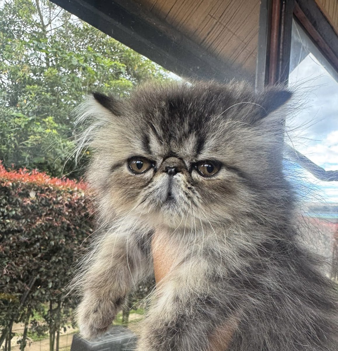 saramacam's tweet photo. Mi bebé está tan grande 🧡 https://t.co/2F27Oe5xDl