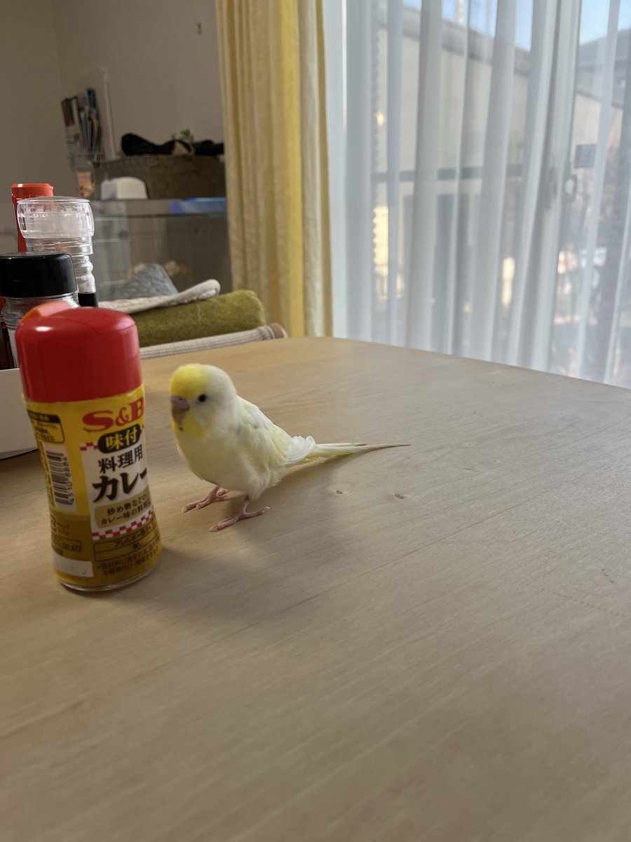 hayo26504544163's tweet photo. 【拡散・目撃情報お願いします】
9/7に宇都宮市宝木本町からセキセイインコの「ぴよ」が逃げ、約3週間が経ちました。
白い体、黄色い頭と頬、背中とお腹に薄いグレー、黒い目です。
今も探しています。似たインコを見かけた方、情報をお願いします。
#迷子インコ #宇都宮市 https://t.co/MLdsfdQmaW
