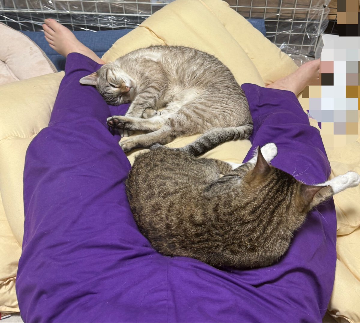 yasuko_sma's tweet photo. 実は千葉に移住して
保護猫9匹飼ってました！ということで

猫紹介‼️

1匹目

⭐️ハッピー⭐️

名前の由来は見てるとハッピーになるから

年齢不詳
オス
白靴下

超甘えん坊🐈
抱っこ大嫌い🙅‍♂️
食いしん坊🍪
誰とでも仲良しで女子に優しい🫶

飼い主さんが飼えなくなり保護猫施設へ

#保護猫
#やす子と9匹 https://t.co/qWcPZGuHz8