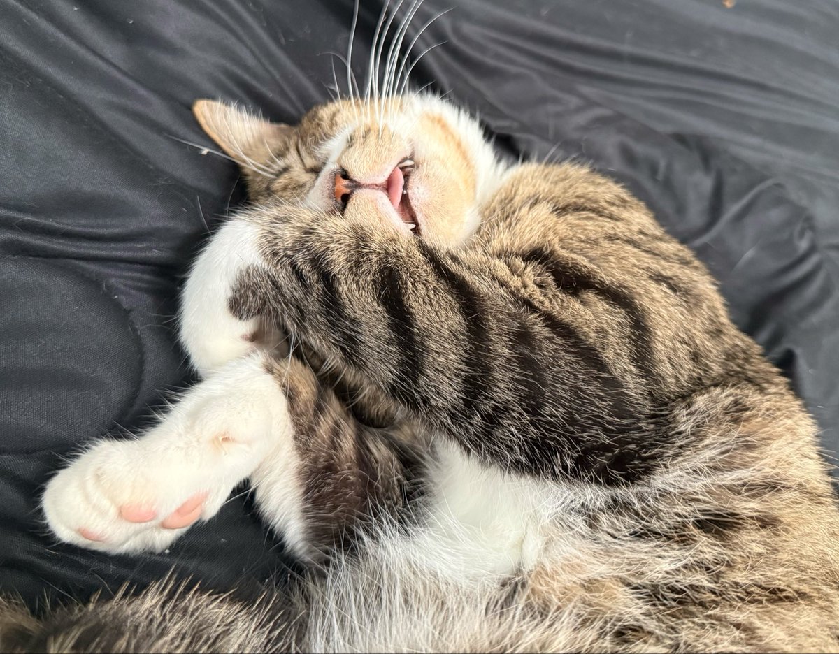 yasuko_sma's tweet photo. 実は千葉に移住して
保護猫9匹飼ってました！ということで

猫紹介‼️

1匹目

⭐️ハッピー⭐️

名前の由来は見てるとハッピーになるから

年齢不詳
オス
白靴下

超甘えん坊🐈
抱っこ大嫌い🙅‍♂️
食いしん坊🍪
誰とでも仲良しで女子に優しい🫶

飼い主さんが飼えなくなり保護猫施設へ

#保護猫
#やす子と9匹 https://t.co/qWcPZGuHz8