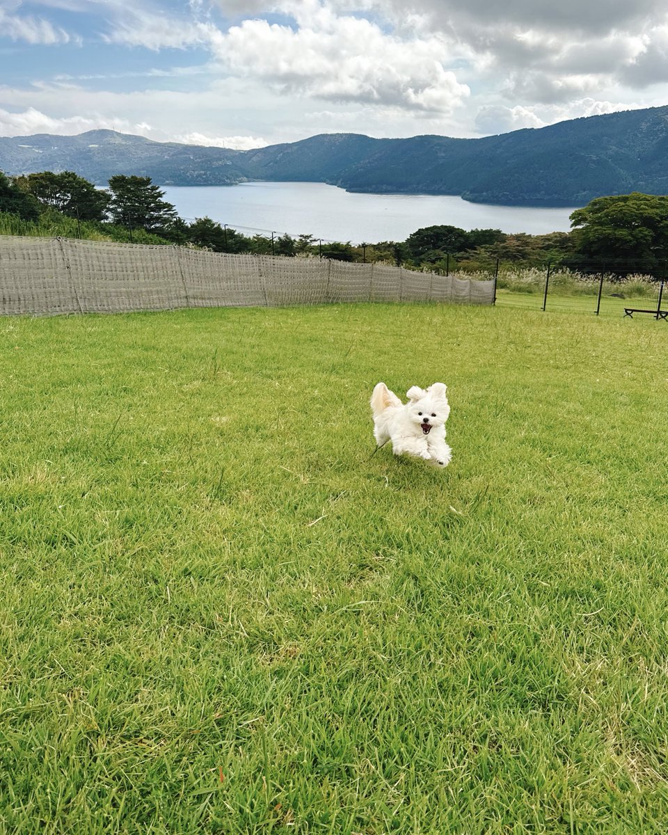 okomeisgoodgirl's tweet photo. 友達が撮ってくれた犬、心の底から楽しそう https://t.co/81UNyEI0rL
