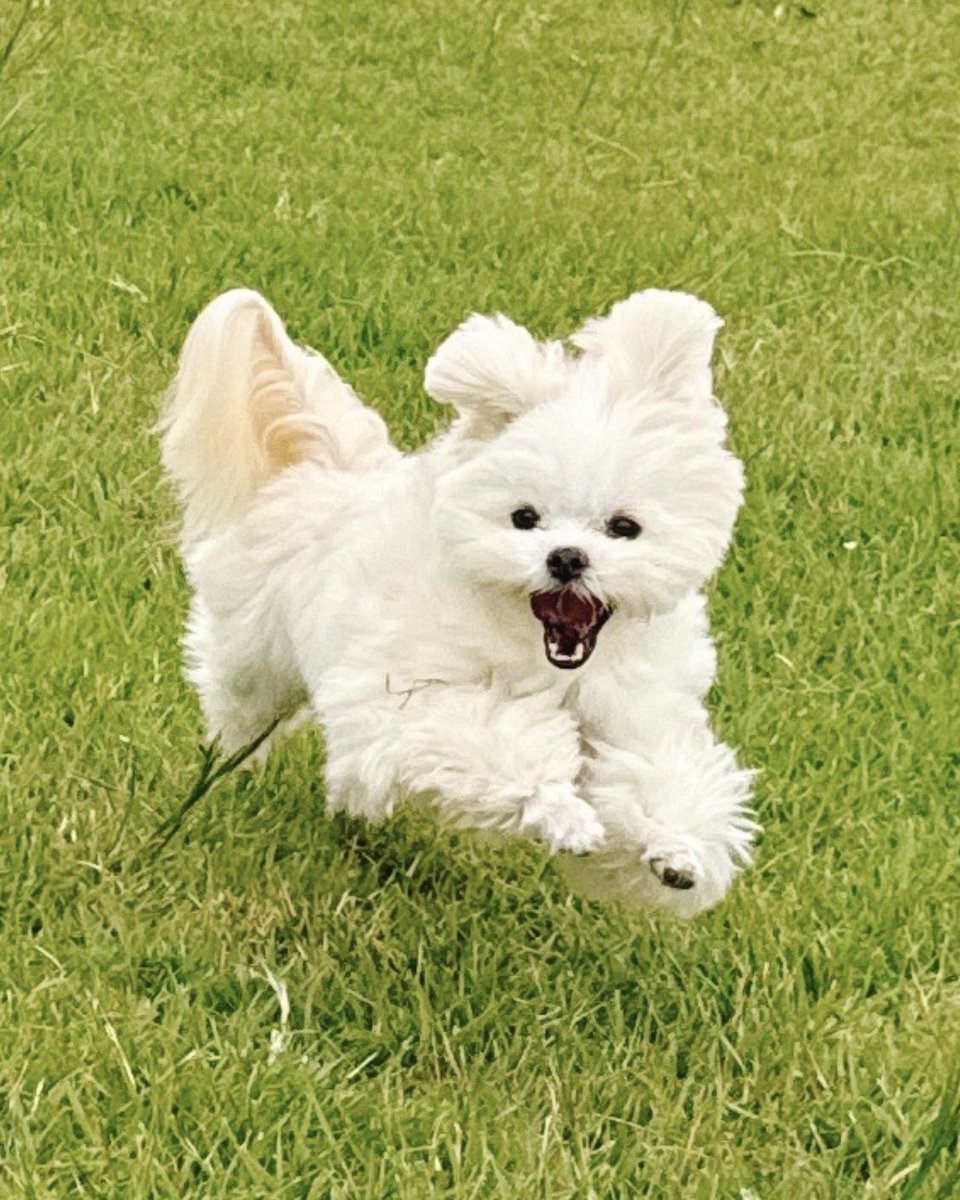 okomeisgoodgirl's tweet photo. 友達が撮ってくれた犬、心の底から楽しそう https://t.co/81UNyEI0rL