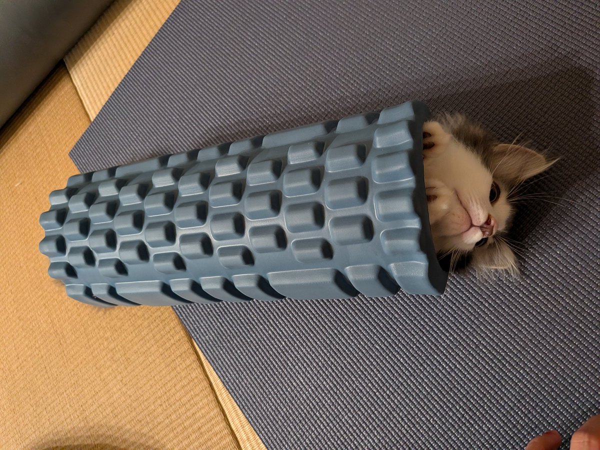 okomeskey's tweet photo. 人がマッサージしてる時にそんなとこ入ってくると思わんやん https://t.co/rType2rSbZ