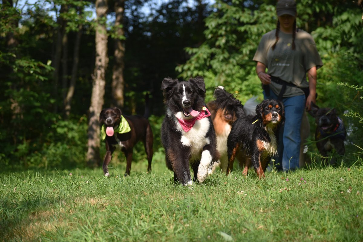 laylaclarkypesh's tweet photo. Across fields and through trees, the pack is calling: come join the adventure! Muddy paws, new friendships, splashing ponds, and trails to explore—there’s a place for every dog. Meet your next best friend at Eva’s Dog Camp. https://t.co/xO7SDEzVtK