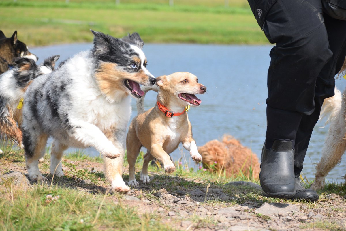 laylaclarkypesh's tweet photo. Across fields and through trees, the pack is calling: come join the adventure! Muddy paws, new friendships, splashing ponds, and trails to explore—there’s a place for every dog. Meet your next best friend at Eva’s Dog Camp. https://t.co/xO7SDEzVtK