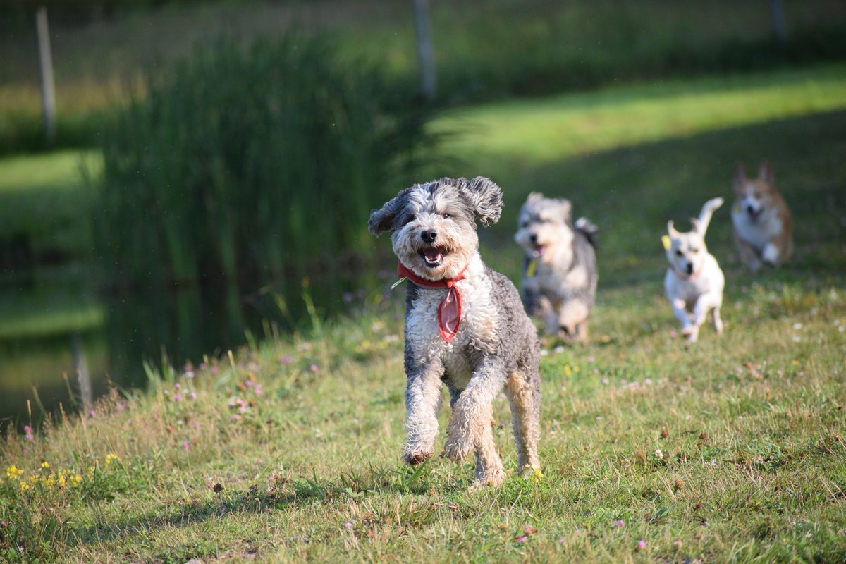 laylaclarkypesh's tweet photo. Across fields and through trees, the pack is calling: come join the adventure! Muddy paws, new friendships, splashing ponds, and trails to explore—there’s a place for every dog. Meet your next best friend at Eva’s Dog Camp. https://t.co/xO7SDEzVtK