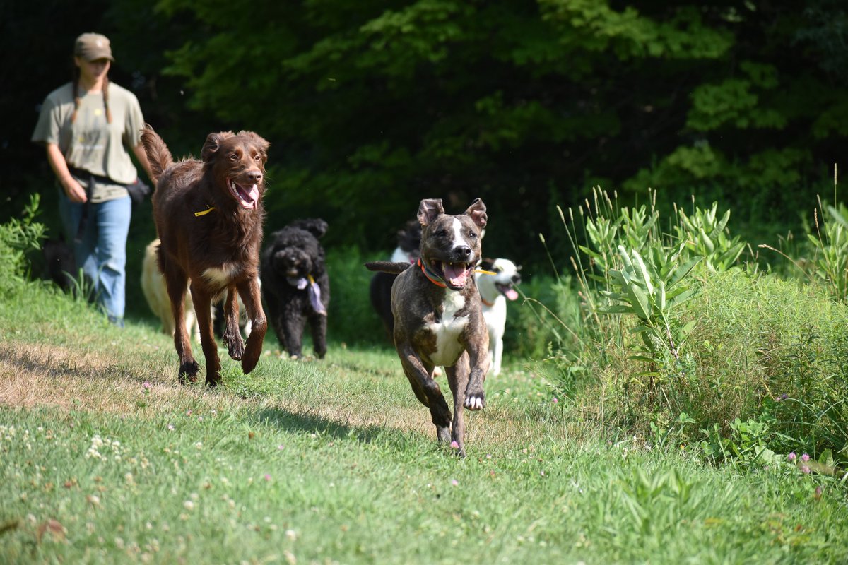laylaclarkypesh's tweet photo. Across fields and through trees, the pack is calling: come join the adventure! Muddy paws, new friendships, splashing ponds, and trails to explore—there’s a place for every dog. Meet your next best friend at Eva’s Dog Camp. https://t.co/xO7SDEzVtK