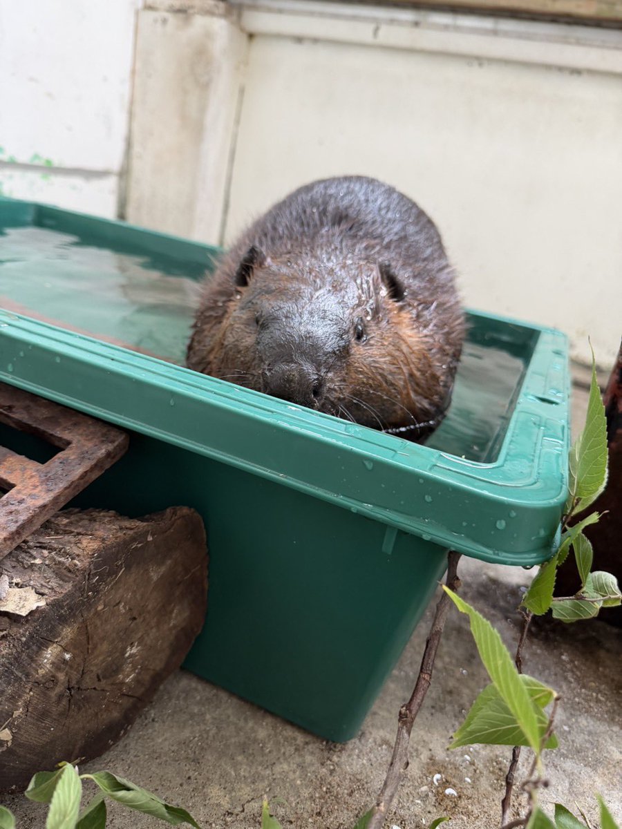 wakayamaparkzoo's tweet photo. 📢お知らせ🦫
『日立市かみね動物園』よりアメリカビーバーの”バーチ"ちゃんがきてくれました♪
去年当園に来てくれた"あんず"ちゃんの妹です！
あんずちゃんとの顔合わせや一般公開はバーチちゃんの様子を見ながら行なっていきます
暖かく見守ってあげてください😊

#アメリカビーバー #お城とzooっと https://t.co/MY9YcVB52I