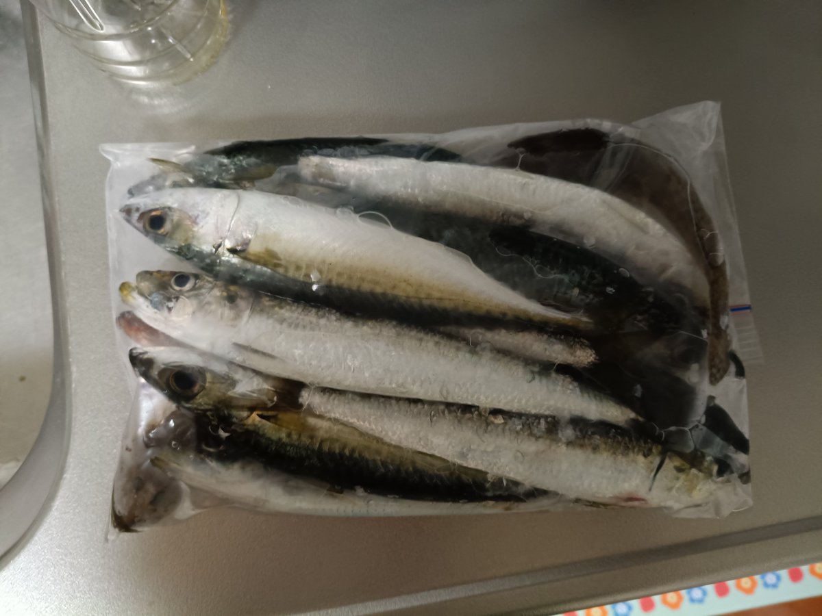 allex_0331's tweet photo. 今日の夕飯はコイツよ。楽しみ。
イワシ、サバ、ハゼ。
今年はイワシ良さそう。
あと、大きいの釣って刺身とかしたいなぁ。
ヒラメとかアブラメとか。 https://t.co/v0ZCYgqNiQ