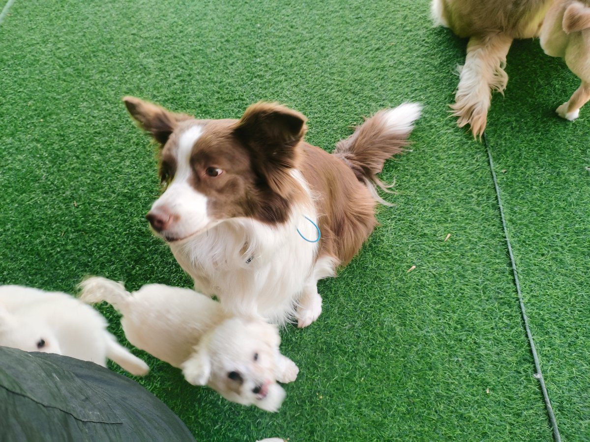 BernieceTomzy's tweet photo. [My pup from tiny 8-week-old ball of fluff to zooming 1-year-old best friend—growth hits different!  #PetGrowth #DoggoLife]， https://t.co/889JT3qTZd