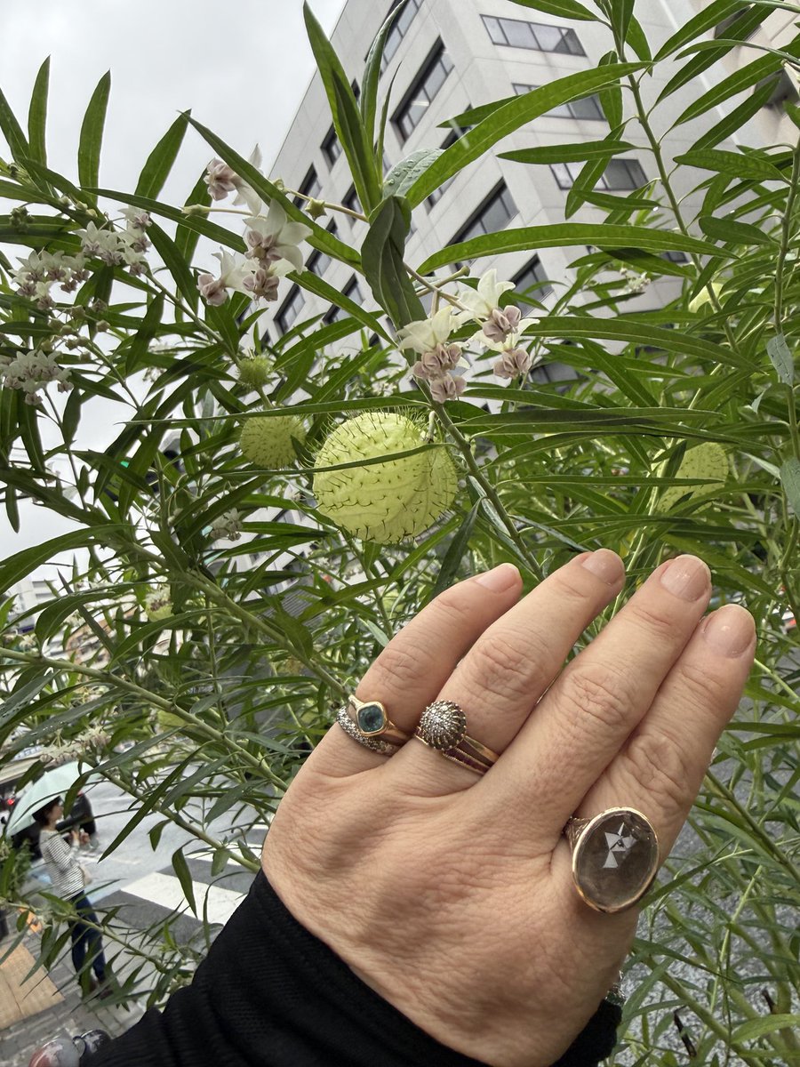 alphator52's tweet photo. フウセントウワタ 風船唐綿
Gomphocarpus physocarpus 

ドライフラワーに出来るらしい https://t.co/Y4Ef7gtsqc