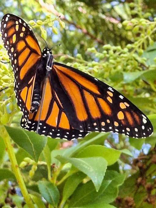 R_H_Ebright's tweet photo. One of the Monarch butterflies I radio-tagged on Sep 11-13 flew an astonishing 539 km today, due southwest, straight across the Gulf of Mexico (alias Gulf of America), covering half the distance between St. Joseph's Peninsula on the Gulf coast of Florida and the coast of Mexico. https://t.co/AkR3T5sZZr