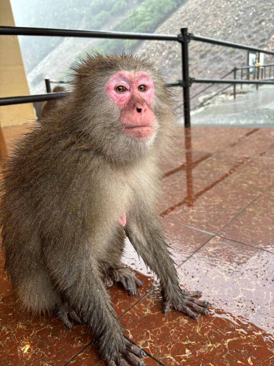 MonkeyBay5's tweet photo. #波勝崎モンキーベイ　
【2026年9月26日モンキーベイ🌊猿予報🐒】
本日:開園　
天気:雨☔微風🌬️
猿:猿の群れがいます🐒
この後もいてくれそうです。
#ニホンザル　#南伊豆　#野生猿　
#japanesemonkey #izu #wildmonkey https://t.co/SgvsmPw9rA