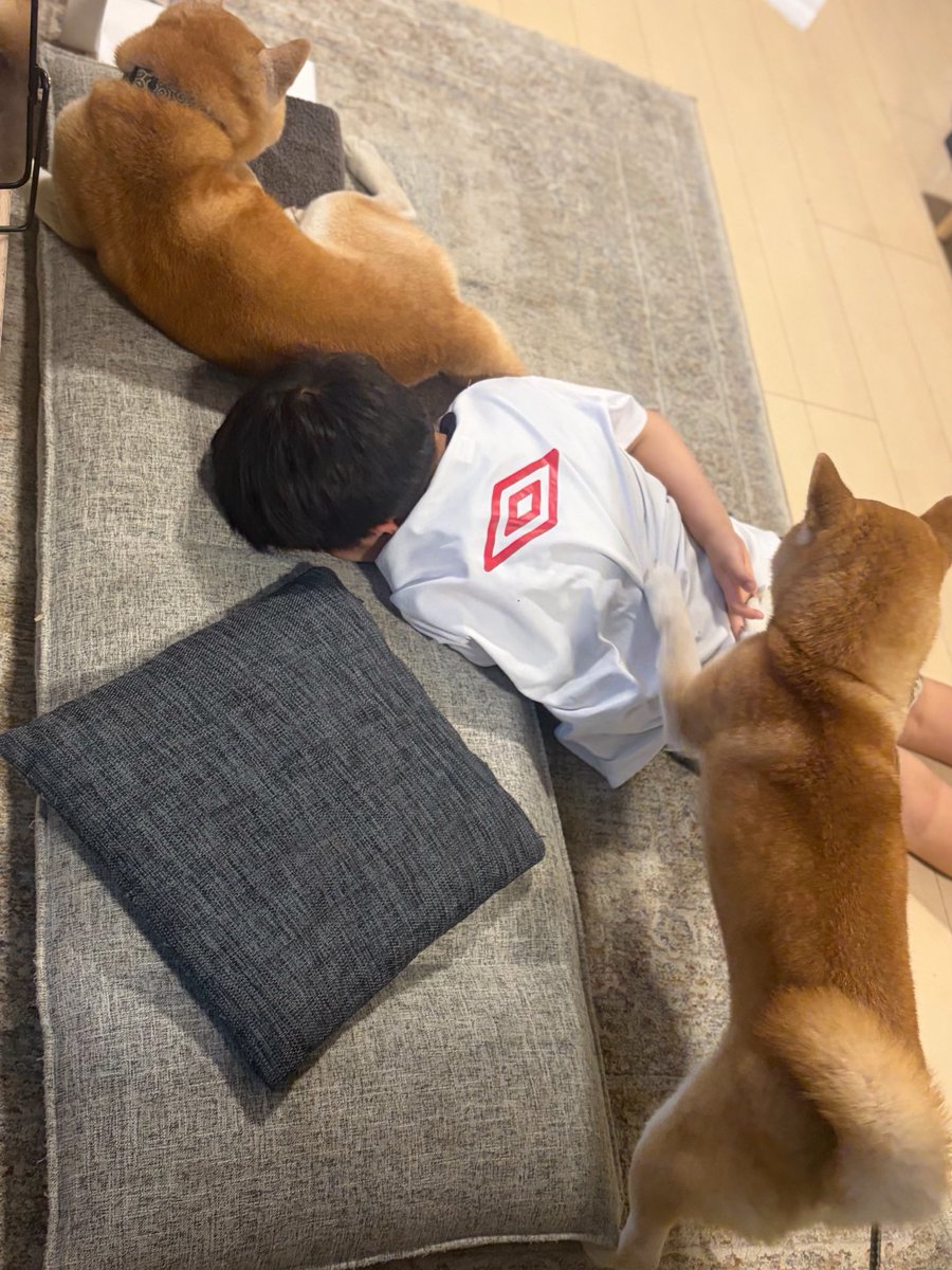 ringoooc5c5's tweet photo. 柴犬が兄弟 https://t.co/qFh6OMGqbb
