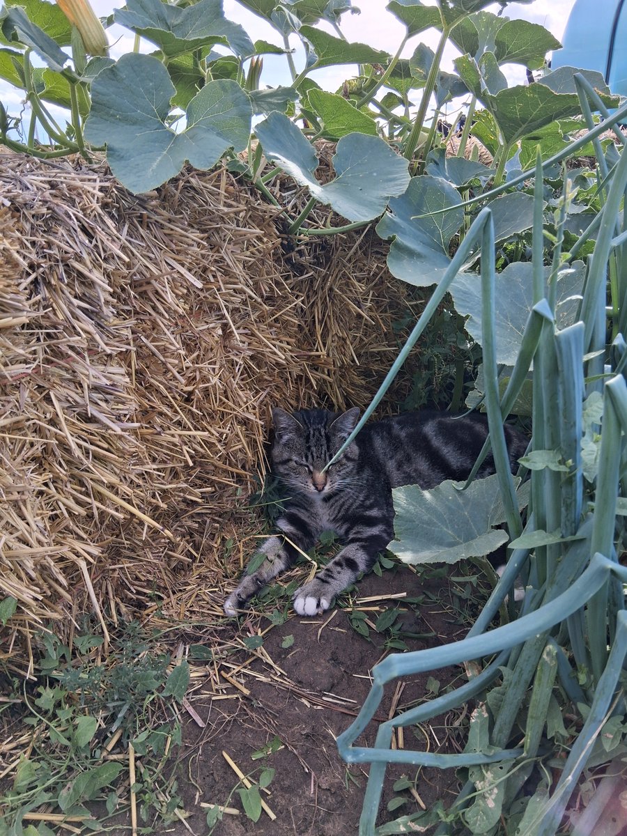 Jessica50361568's tweet photo. Prime napping spot. #barncatchat https://t.co/89RJxvCPfd