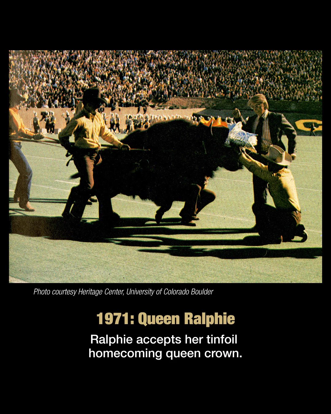 Ralphie and her handlers at a 1971 football game. Text reads: 1971. Queen Ralphie. Ralphie accepts her tinfoil homecoming queen crown.