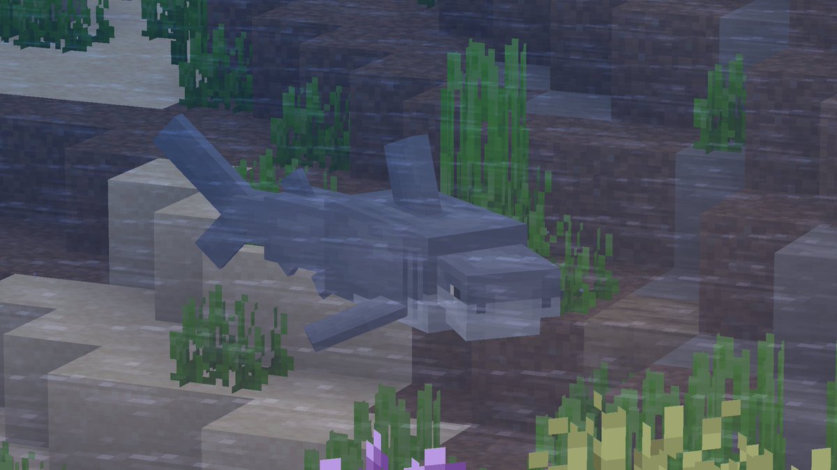 collaredshark tweet picture