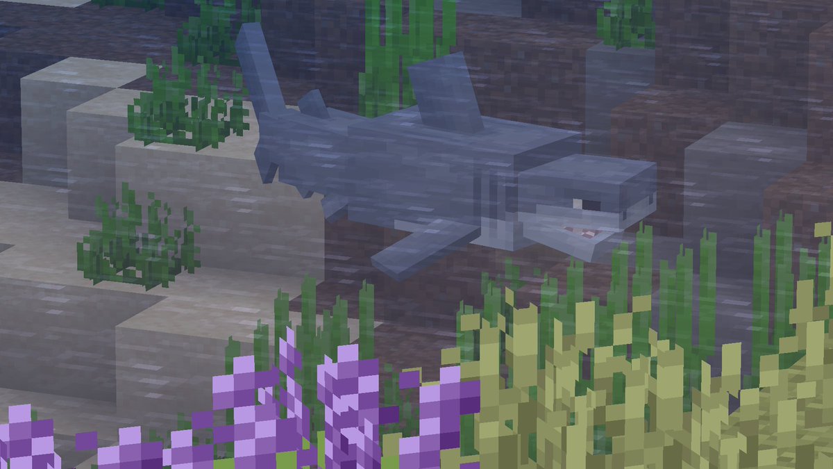 collaredshark tweet picture