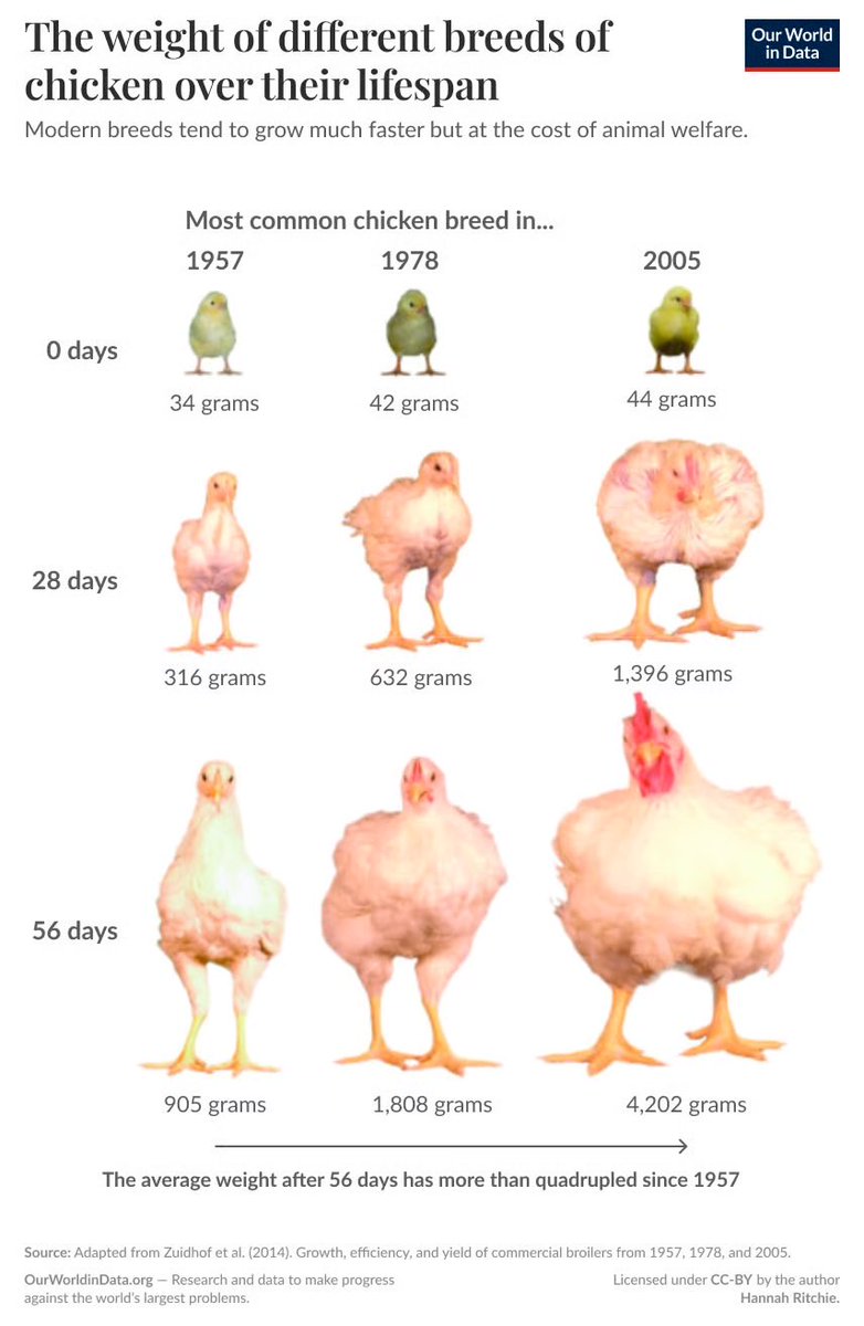 tofuafficionado's tweet photo. these privileged vegans don’t understand that it is LITERALLY natural for us to selectively breed animals such that they are unable to bear the burden of their own flesh and are crammed into abhorrent conditions where daylight remains a foreign concept https://t.co/6FsFZPPGFS