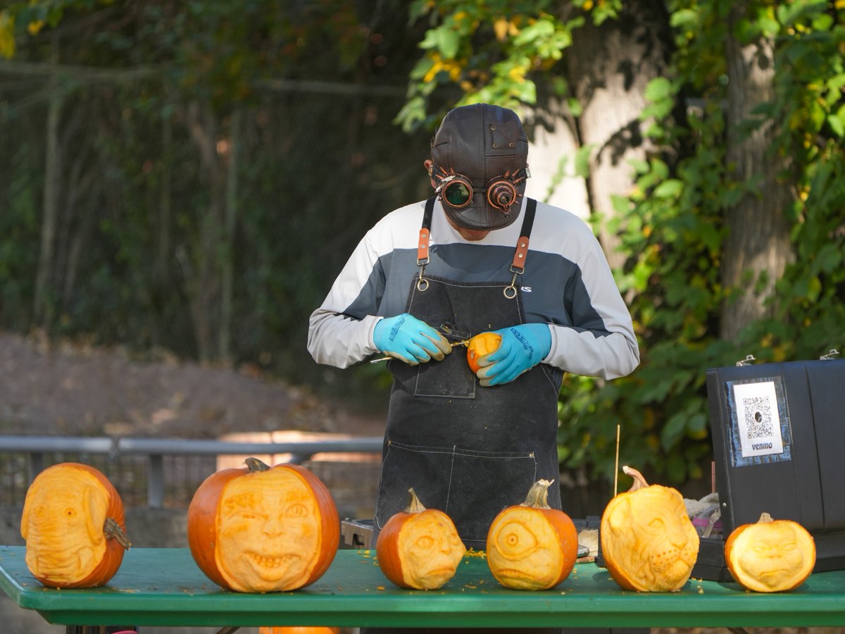 DenverZoo's tweet photo. Fall has officially arrived at DZCA and it's a wild one! 🎃🍂 

The Zoo just got a whole lot more festive! Expect creepy-crawly Animal Ambassador encounters, weekend pumpkin carving, and some very mysterious creatures lurking around campus, including Bigfoot, a friendly mermaid, and a magical fairy.  

Want to make the most of your visit? Add the Fall Attractions Pass and enjoy: 
🚂 Unlimited rides on the Denver Zoo Railroad 
🎠 Unlimited rides on the Conservation Carousel 
🦈 One feeding at Stingray Cove
 🦜 One feeding at Lorikeet Adventure 

Fall fun for all ages. Get your tickets at: https://t.co/b8skWFiZCj 

#DenverZooConservationAlliance#FallActivities #BooAtTheZoo #FamilyFun #Denver #WildFall