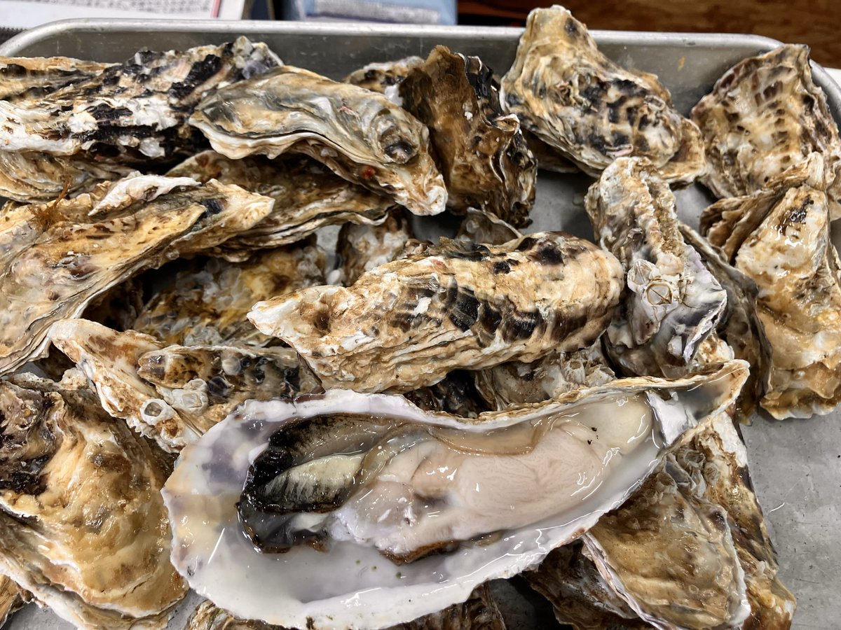 Osashimi0705's tweet photo. 生食用・牡蠣2k2000円税
量は画像の通りどっさり
検品殻を外しました
身入・よいですね
濃厚
今後・台風通過手前後は身入微妙になります https://t.co/1Ay5A3zl8q