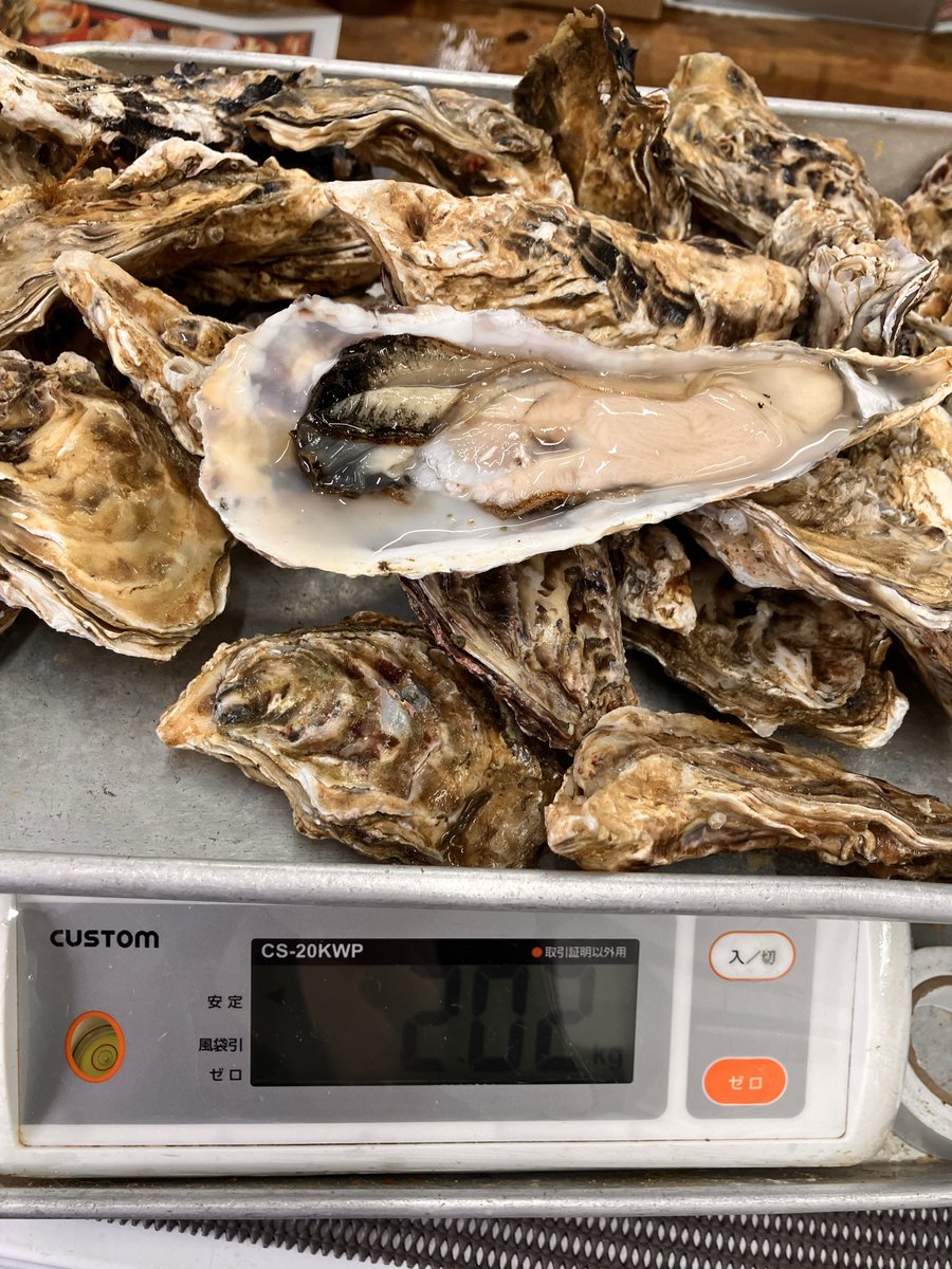 Osashimi0705's tweet photo. 生食用・牡蠣2k2000円税
量は画像の通りどっさり
検品殻を外しました
身入・よいですね
濃厚
今後・台風通過手前後は身入微妙になります https://t.co/1Ay5A3zl8q