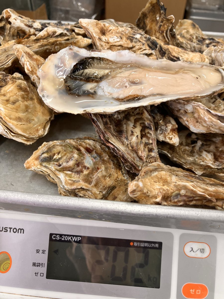 Osashimi0705's tweet photo. 生食用・牡蠣2k2000円税
量は画像の通りどっさり
検品殻を外しました
身入・よいですね
濃厚
今後・台風通過手前後は身入微妙になります https://t.co/1Ay5A3zl8q