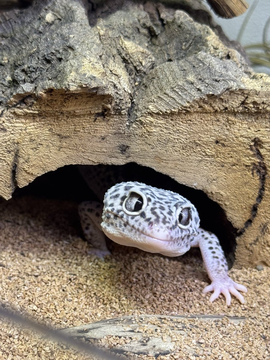 nkzrop's tweet photo. ムッちゃんおはよー https://t.co/AHLGDMYVsf