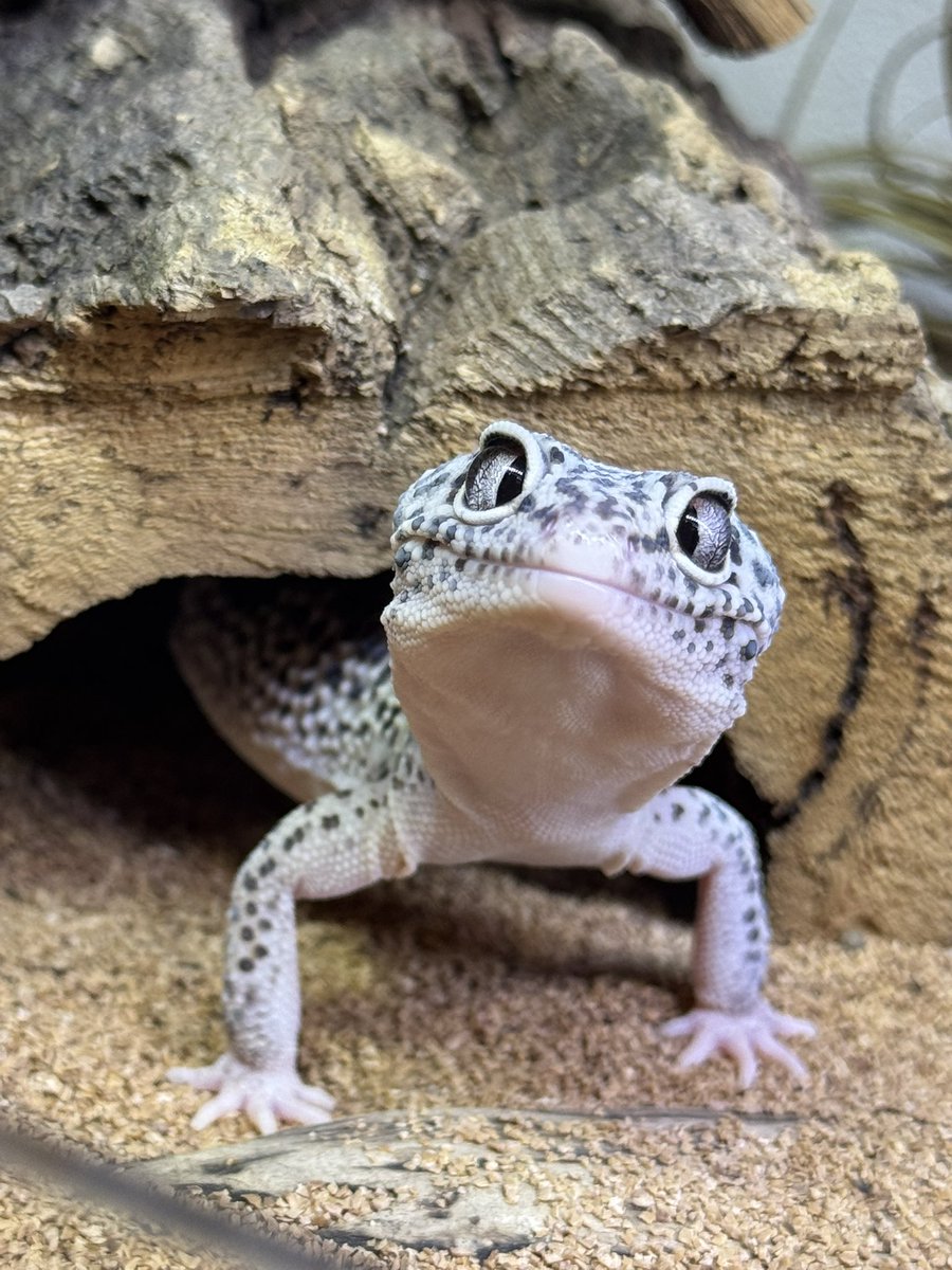nkzrop's tweet photo. ムッちゃんおはよー https://t.co/AHLGDMYVsf