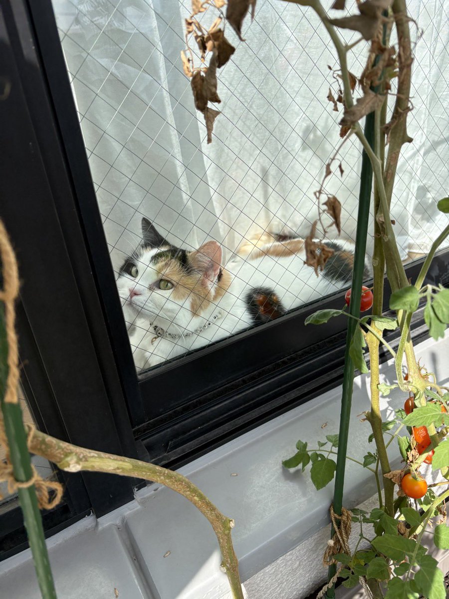 mofmof_bibi's tweet photo. 天使かと思ったらビビちゃんか…

#猫 #ねこかわいいね #ほんまに https://t.co/nkJyiUROou