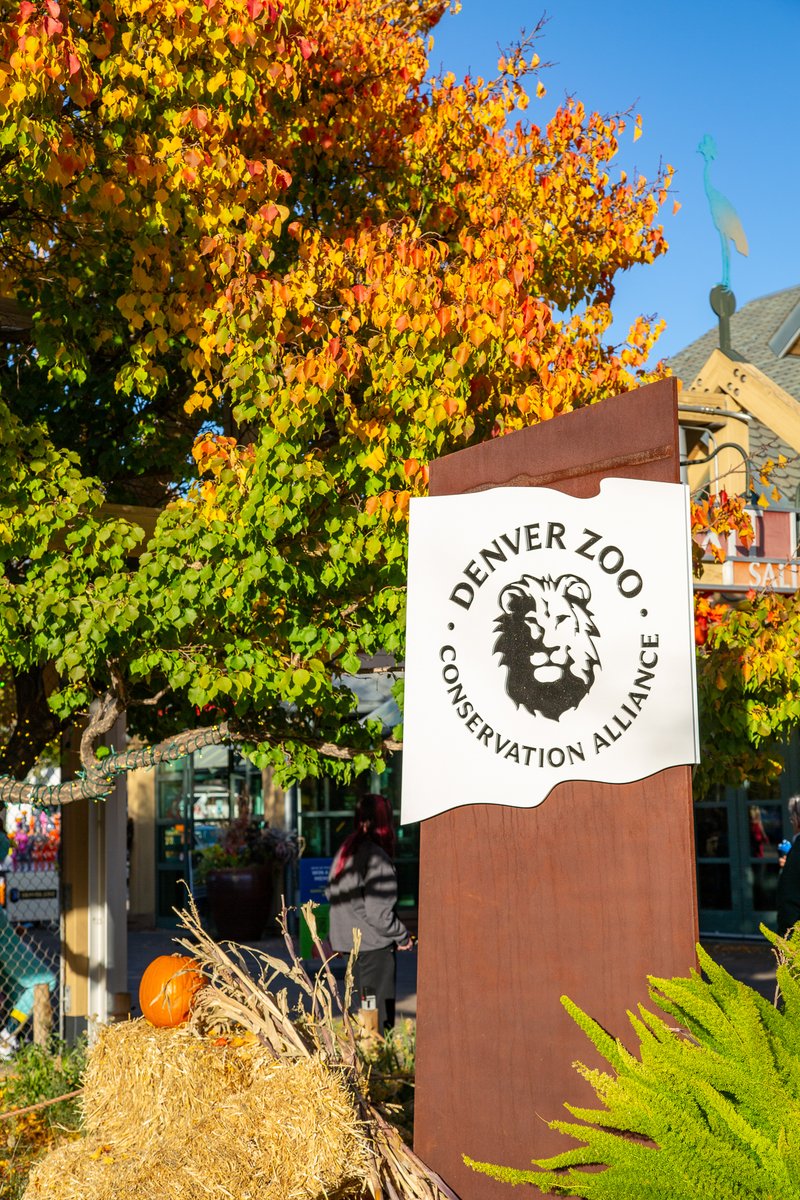 DenverZoo's tweet photo. Fall has officially arrived at DZCA and it's a wild one! 🎃🍂 

The Zoo just got a whole lot more festive! Expect creepy-crawly Animal Ambassador encounters, weekend pumpkin carving, and some very mysterious creatures lurking around campus, including Bigfoot, a friendly mermaid, and a magical fairy.  

Want to make the most of your visit? Add the Fall Attractions Pass and enjoy: 
🚂 Unlimited rides on the Denver Zoo Railroad 
🎠 Unlimited rides on the Conservation Carousel 
🦈 One feeding at Stingray Cove
 🦜 One feeding at Lorikeet Adventure 

Fall fun for all ages. Get your tickets at: https://t.co/b8skWFiZCj 

#DenverZooConservationAlliance#FallActivities #BooAtTheZoo #FamilyFun #Denver #WildFall