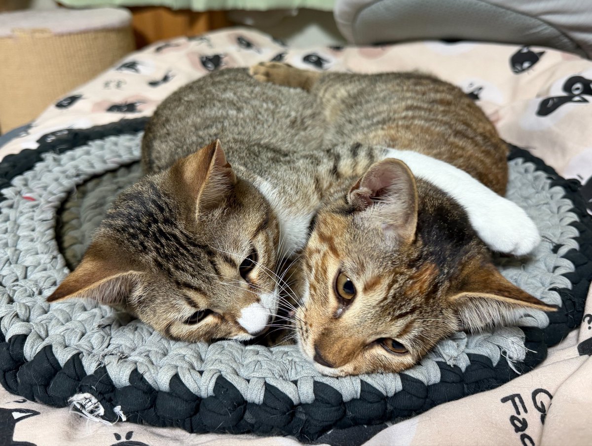 tartekatze's tweet photo. 仲良し姉弟っていいよね☺️ https://t.co/3sJnMn4qql