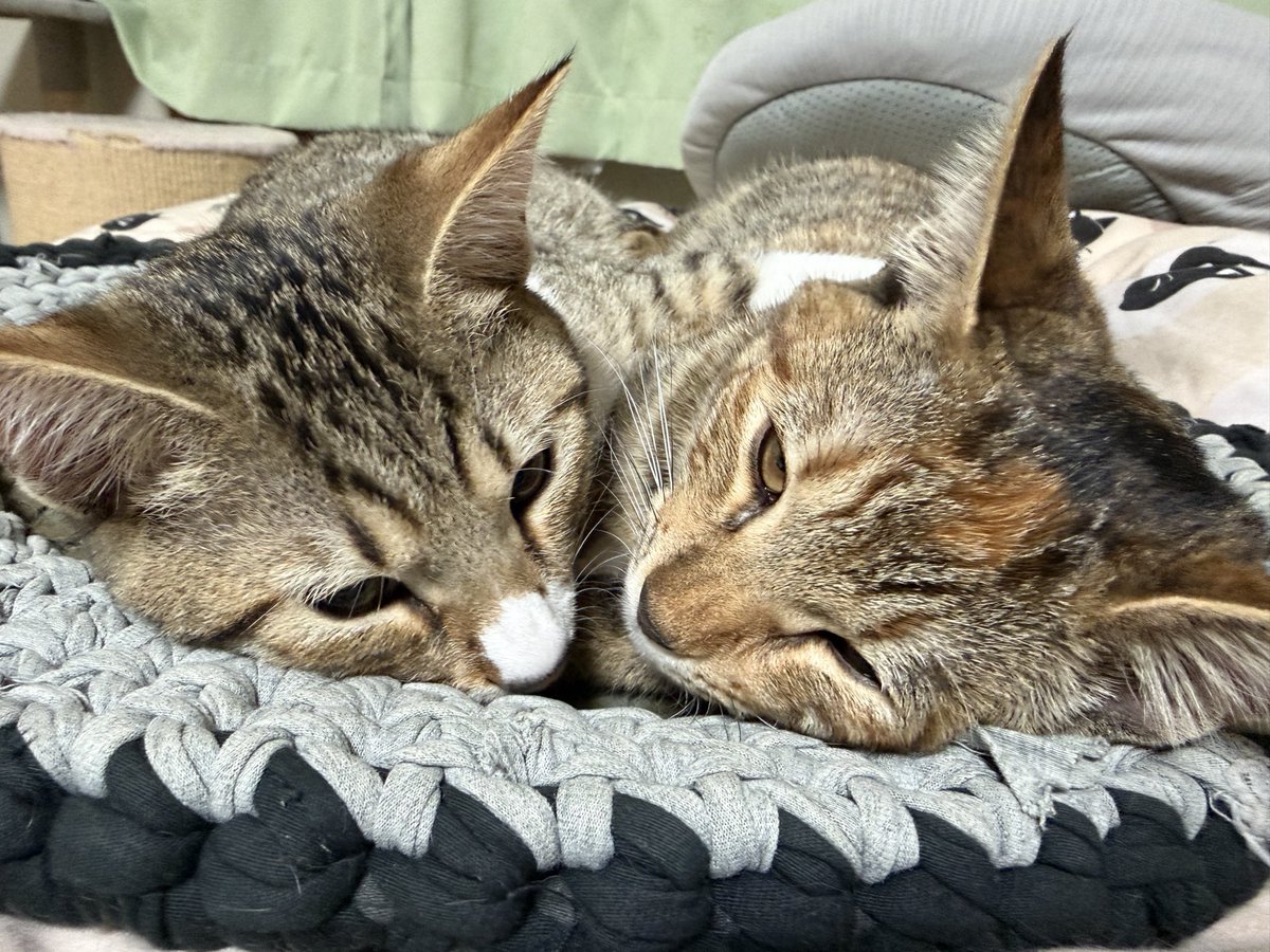tartekatze's tweet photo. 仲良し姉弟っていいよね☺️ https://t.co/3sJnMn4qql