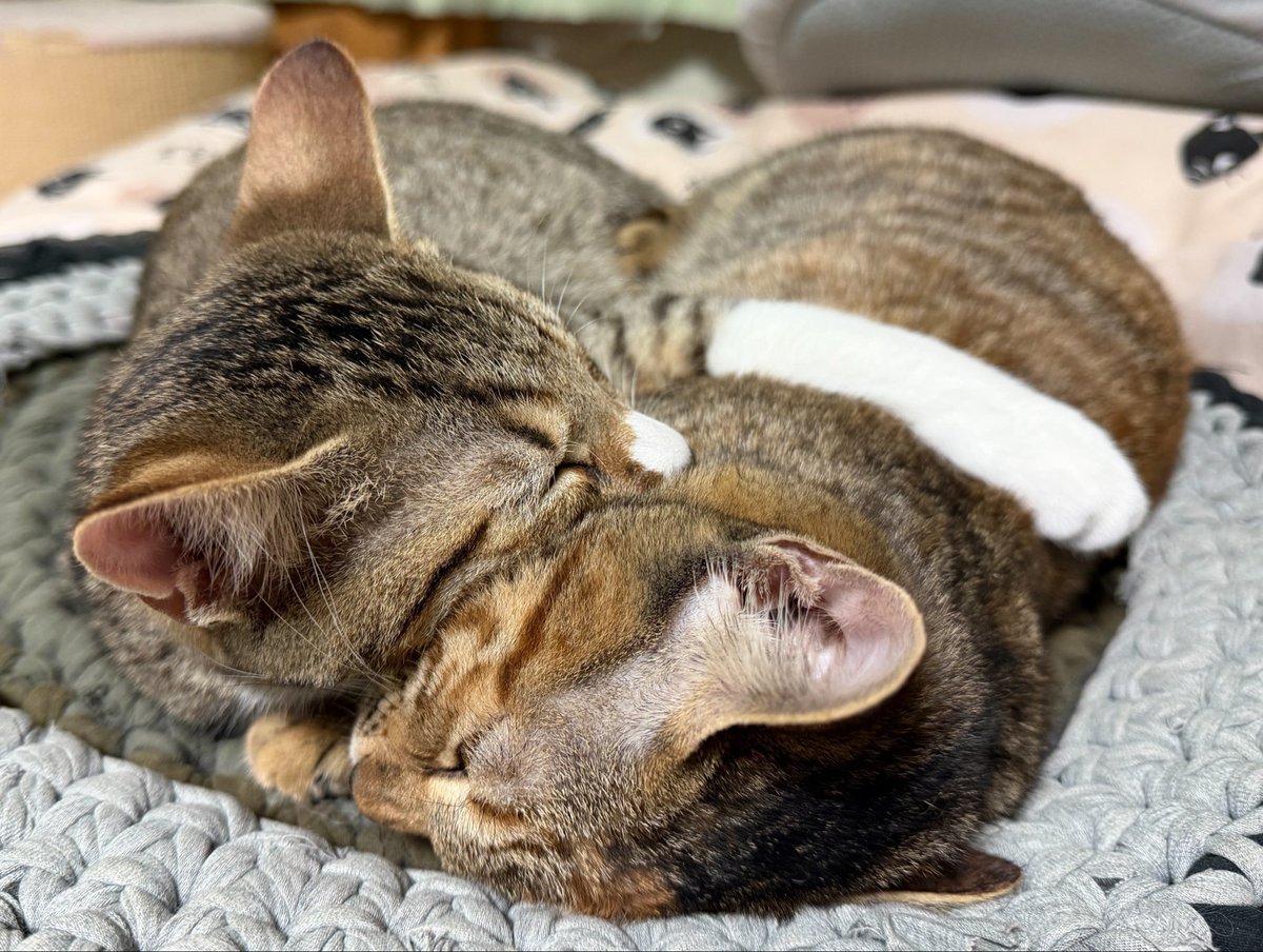 tartekatze's tweet photo. 仲良し姉弟っていいよね☺️ https://t.co/3sJnMn4qql