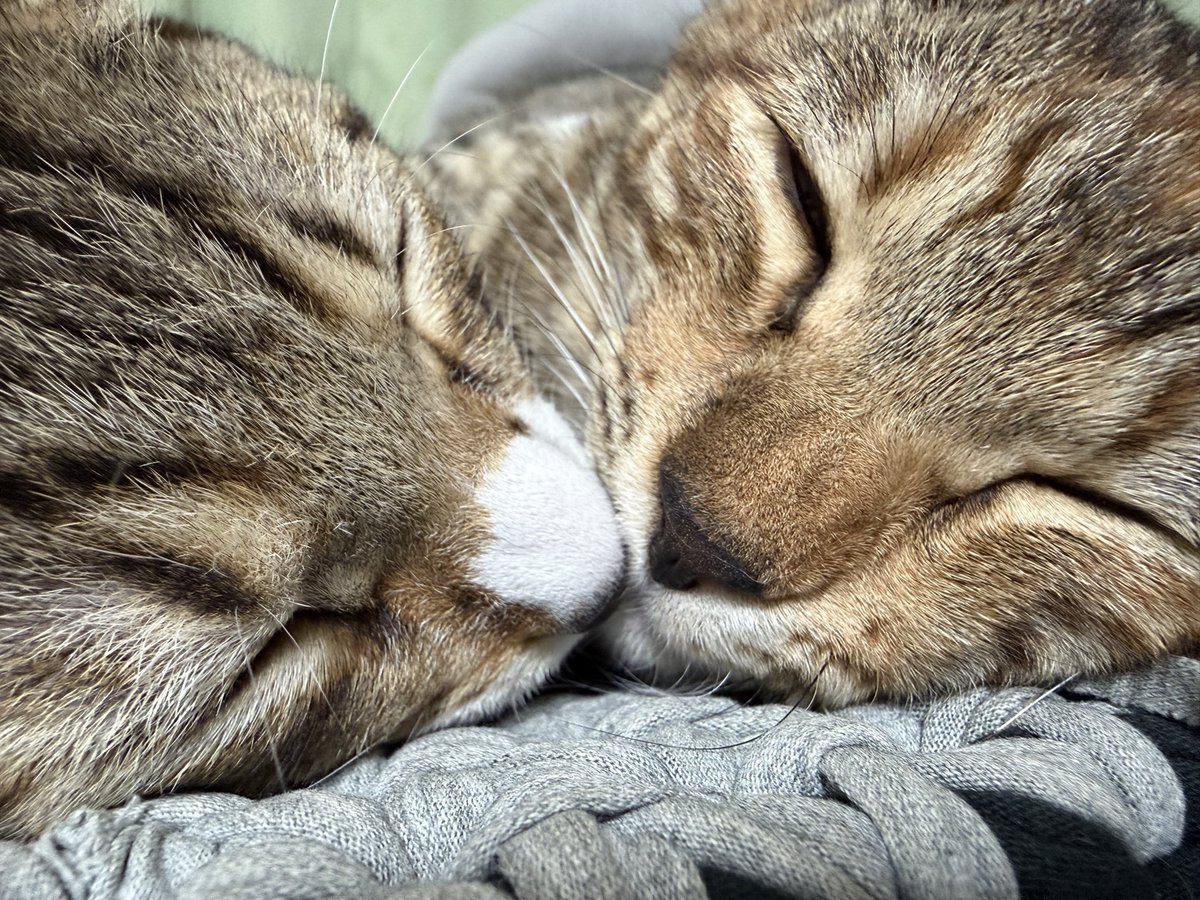 tartekatze's tweet photo. 仲良し姉弟っていいよね☺️ https://t.co/3sJnMn4qql