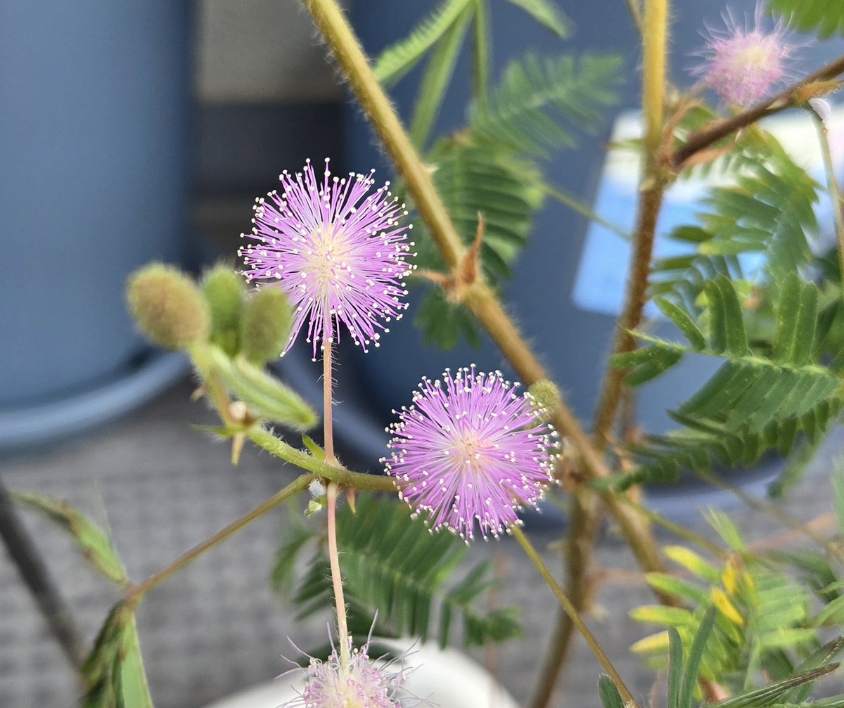 minmi___xx45's tweet photo. おじぎ草の花が咲きました☺️
かわいい♡ https://t.co/alTlZO313V