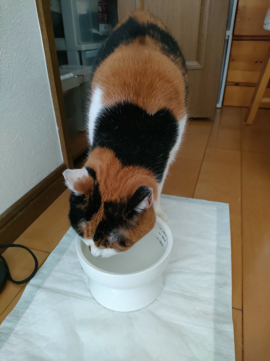 CalicoCat_Chiyo's tweet photo. おはようにゃん
今朝は遅めなちよちゃん
#三毛猫 https://t.co/YT9C4Vg1me