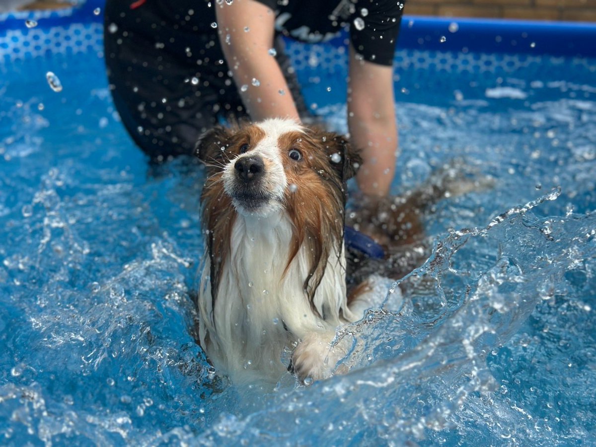 mujyutendon's tweet photo. プール教室でこの子は泳げないかもしれません…ってトレーナーさんに言われた犬 https://t.co/HAKxclmpKX