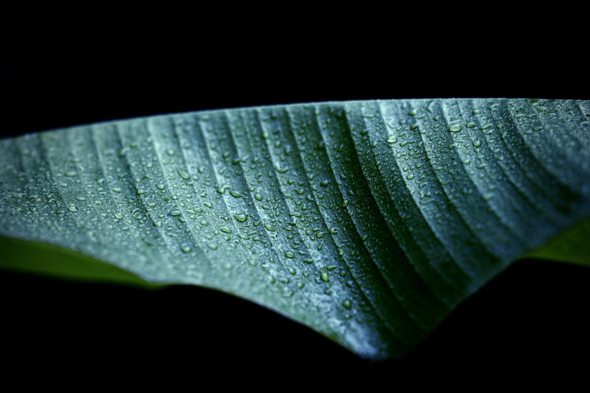 FREEHAND_ITL's tweet photo. #バショウ #芭蕉 #MusaBasjoo #JapaneseBanana https://t.co/51lJTkXnGq