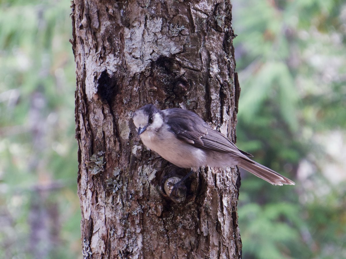 quaildove's tweet photo. canada jays up in mt st helens !! <3 https://t.co/HTFTcgbzG7