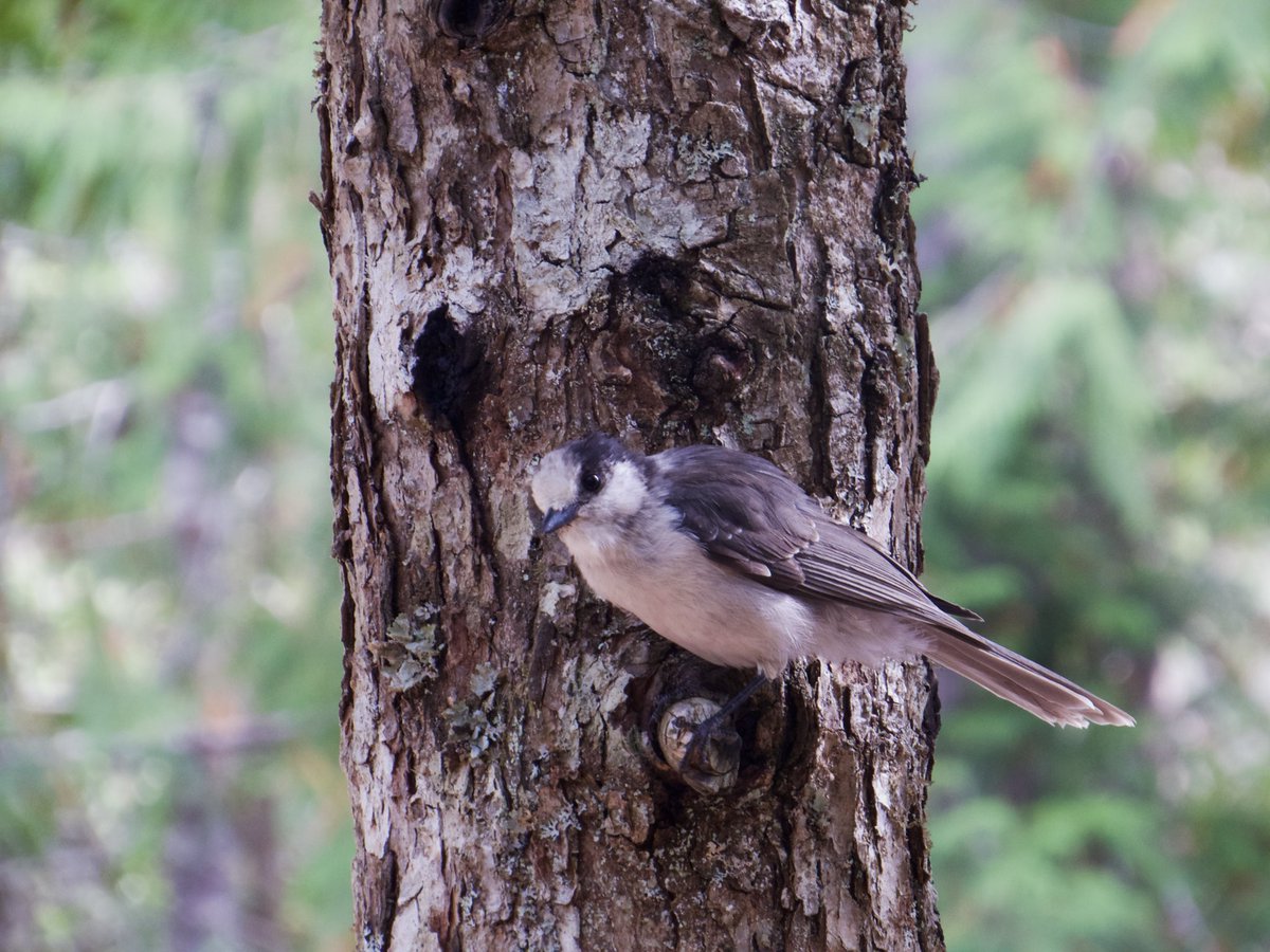 quaildove's tweet photo. canada jays up in mt st helens !! <3 https://t.co/HTFTcgbzG7
