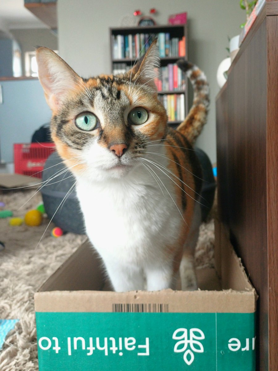 kitcatpuzzle's tweet photo. Cat in a box 😸📦 

#caturday #catinabox #calicocuties #catsinboxes #catantics 

https://t.co/LTvNSFidLr https://t.co/BBHTqDs0Ef