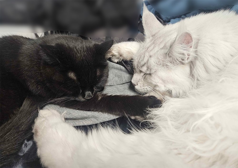 SaeirAlarie's tweet photo. Sweet dreams, manticoeurs. https://t.co/jeVFQ9yidZ
