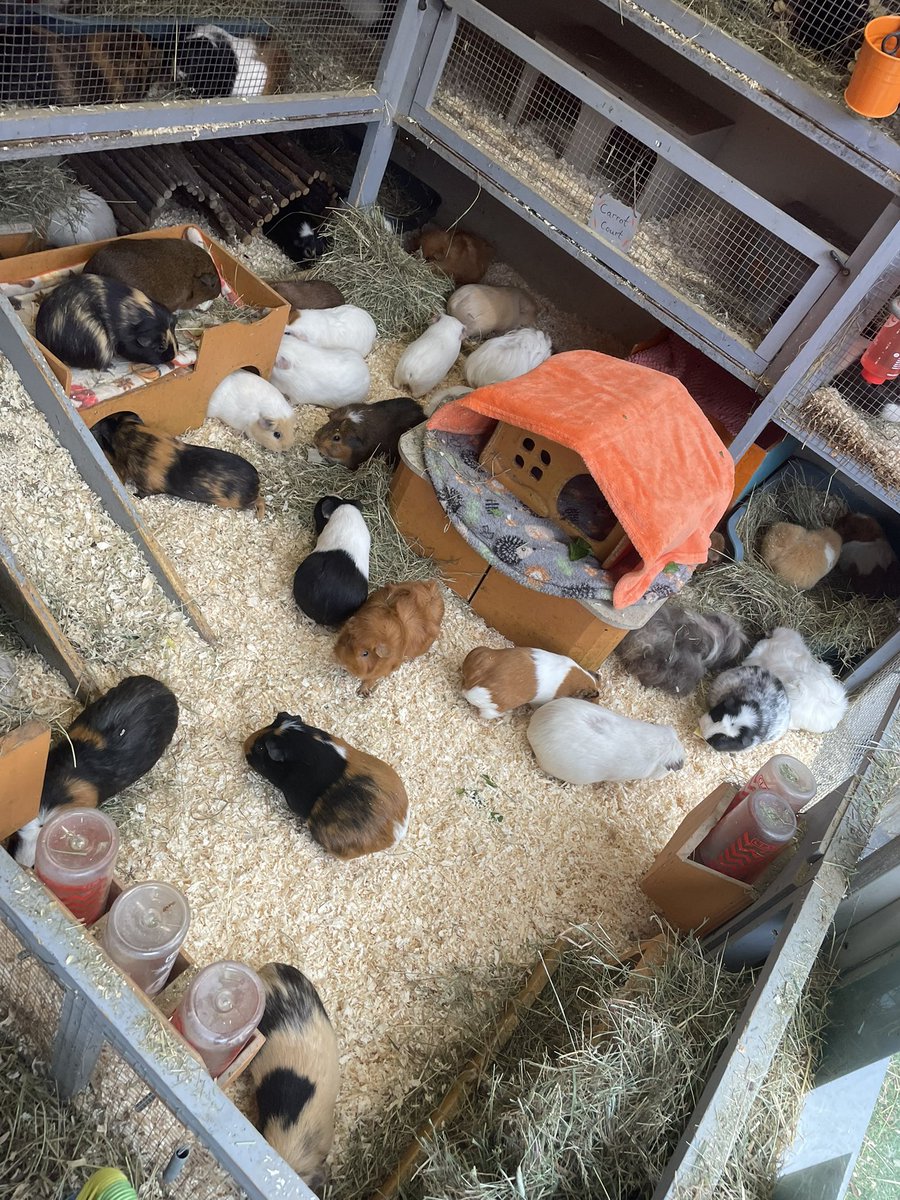buggmum's tweet photo. It’s a very busy Saturday. We’ve got 2 piggies arriving from a long distance and another 2 that need collecting. Then we’ve got a kitchen delivery (big DIY project), the piggy waste needs taking to the farm. We need bales of hay and wood shavings + kids and family life! https://t.co/54ojvfxt7s