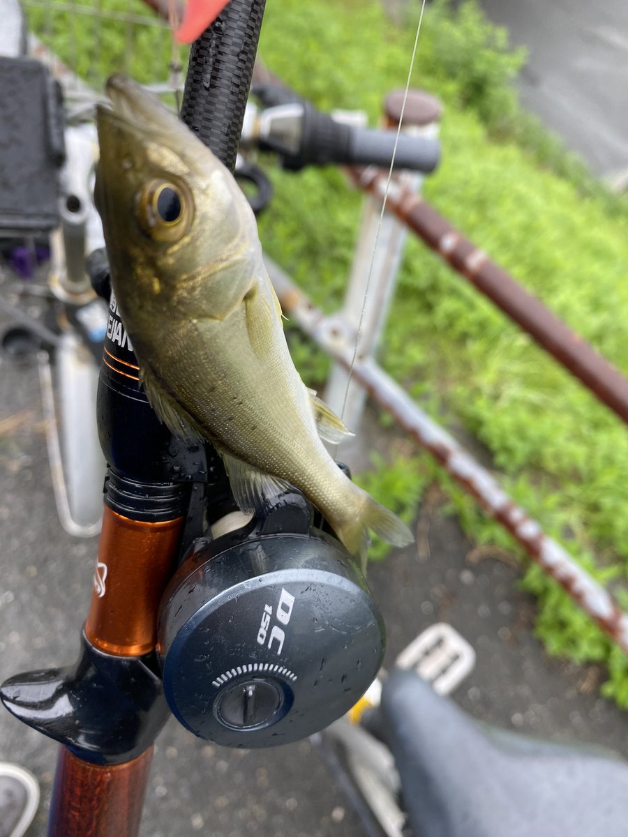 Legend_913's tweet photo. 雨でも釣る☔️  #釣り #ハゼ #セイゴ #ルアー https://t.co/HXSYYMLL10