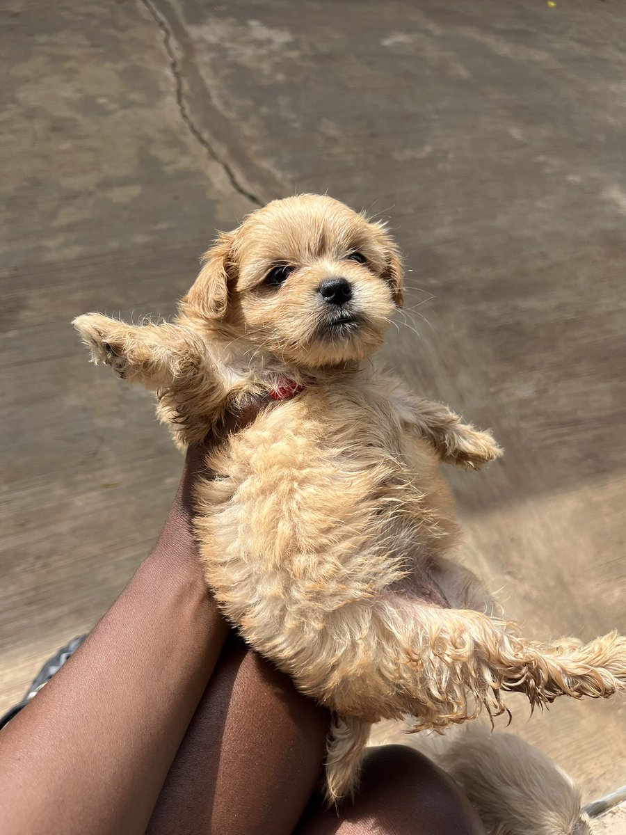 Niella085's tweet photo. I still have one puppy left

Female-110k
Breed: lhasa apso pure breed
5 weeks old
Location: Ibadan (can be sent ti anywhere in Nigeria)
She’s ready for her new home https://t.co/B4tUycirRQ